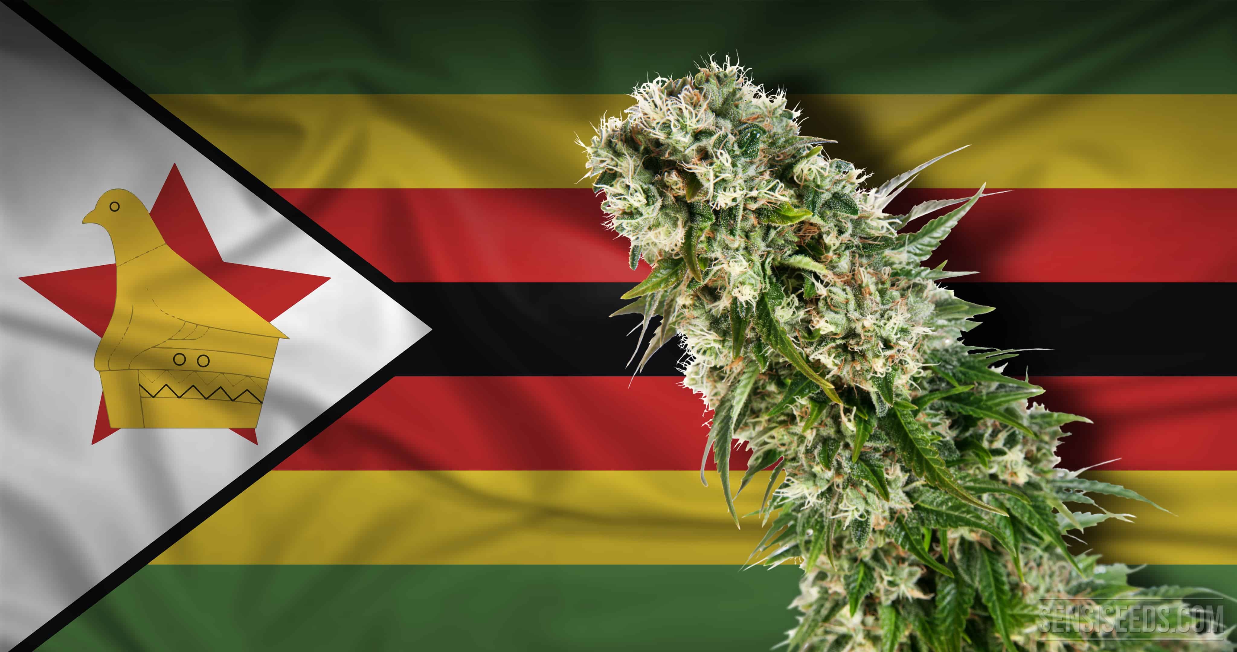 非洲 辛巴威 大麻